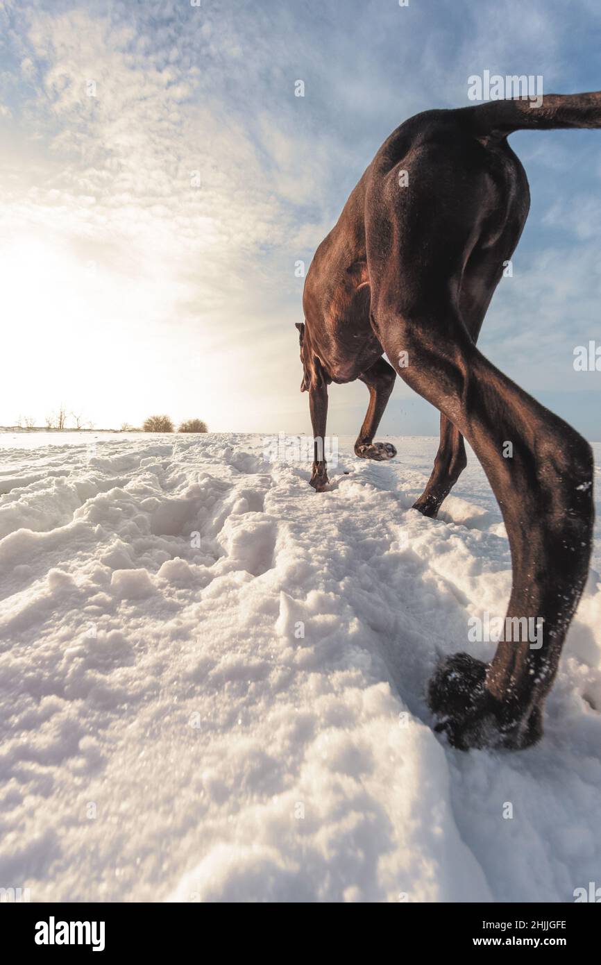 Le grand chien court dans la neige en hiver, Great Dane explore le champ de neige Banque D'Images