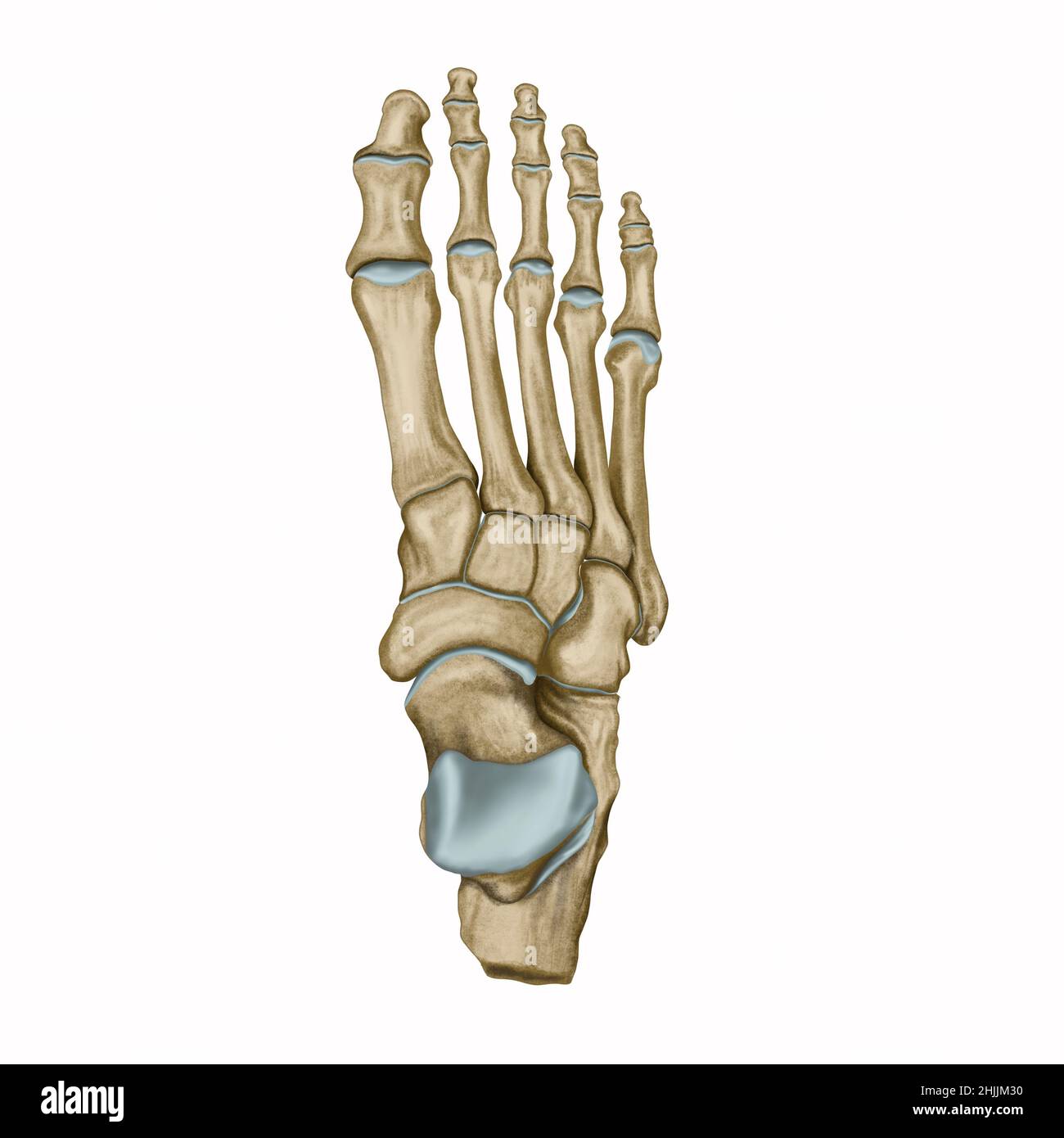 Vue dorsale du pied, anatomie du pied, os de la cheville Banque D'Images