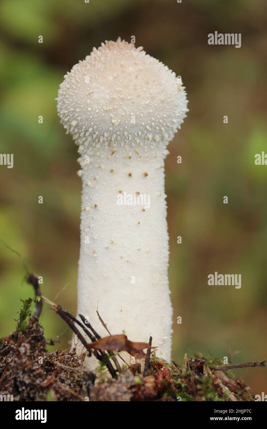 Pistle Puffball Handkea excipuliformis - anciennement Lycoperdon excipuliformis Banque D'Images