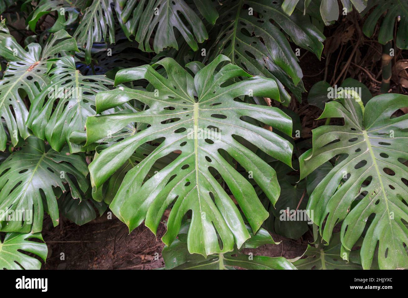 Feuilles tropicales vertes.La paume laisse l'arrière-plan de texture.Usine de Monstera.Jardin botanique.Concept de la nature. Banque D'Images