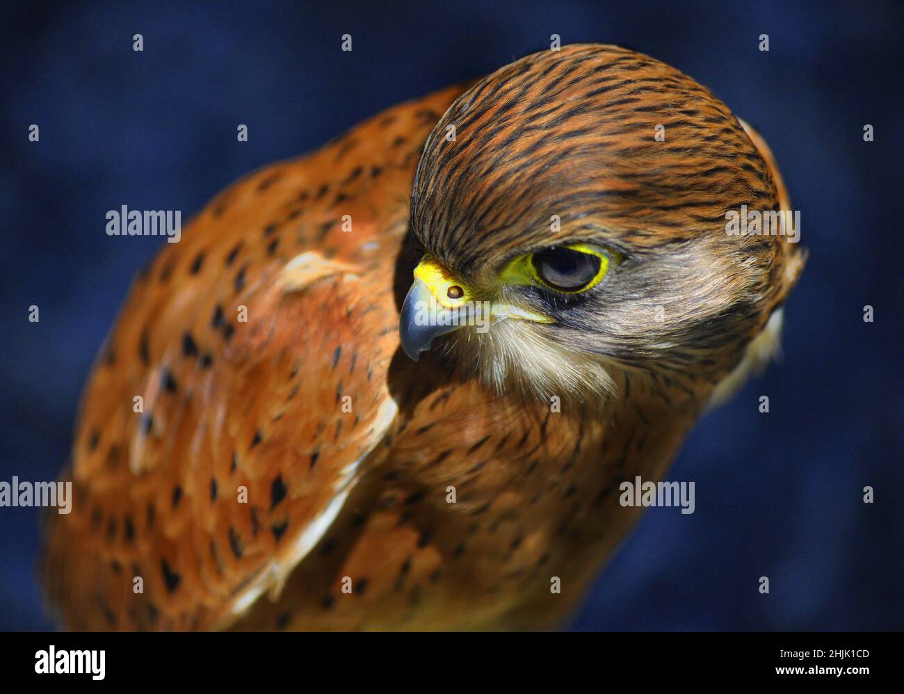 Gros plan d'un petit Kestrel, Afrique du Sud Banque D'Images