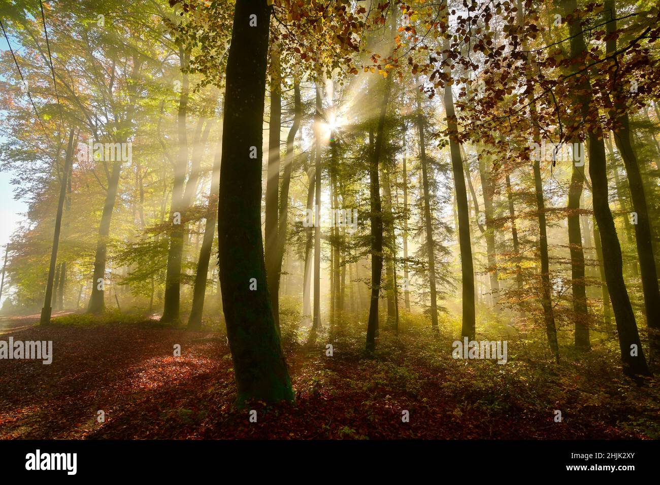 Lumière du soleil à travers les arbres d'automne dans une forêt, Baden, Argovie, Suisse Banque D'Images