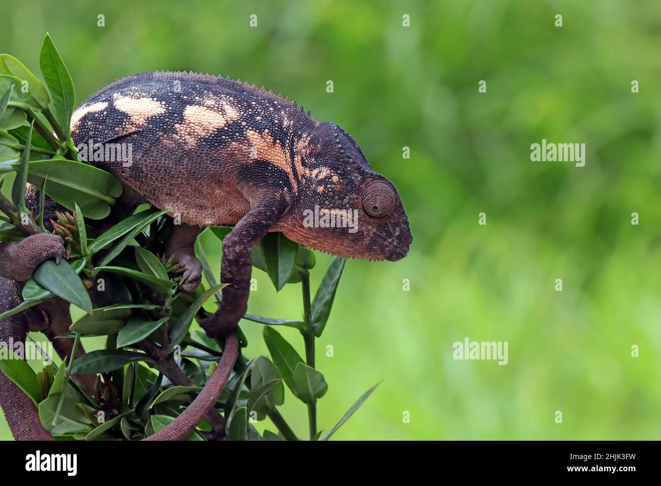 Femme panther caméléon dans une branche, Indonésie Banque D'Images