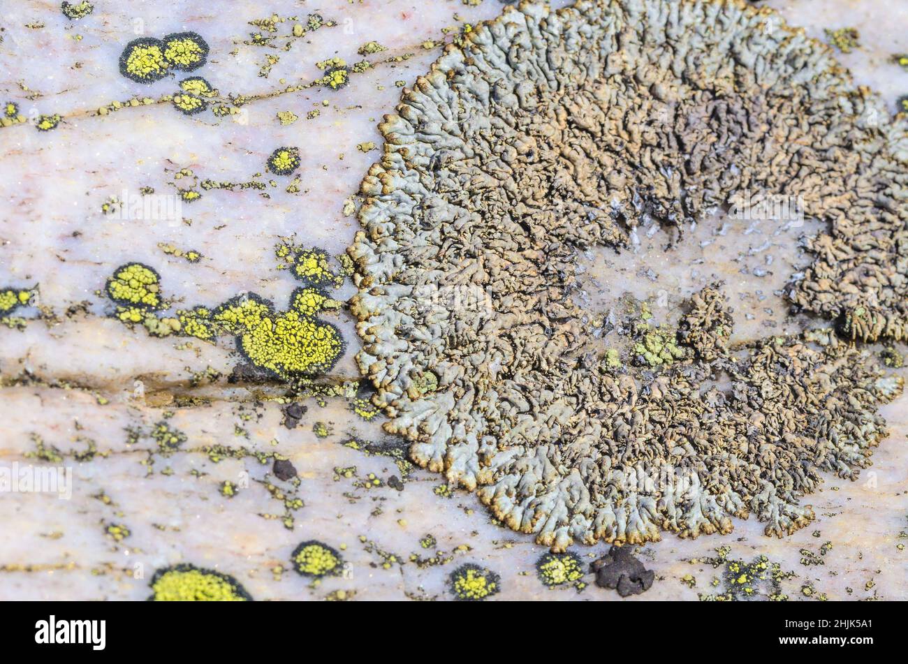 Gros plan de lichen coloré sur la surface en pierre pour un arrière-plan naturel Banque D'Images