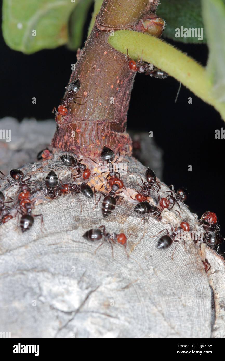 Gros plan d'un trio de fourmis à tête rouge (Crematogaster scutellaris) prenant soin des écailles - Coccidae sur un figuier en Croatie en Europe. Banque D'Images