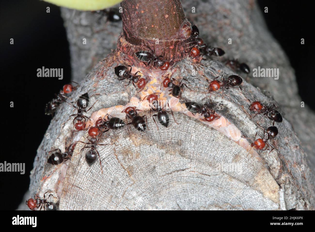 Gros plan d'un trio de fourmis à tête rouge (Crematogaster scutellaris) prenant soin des écailles - Coccidae sur un figuier en Croatie en Europe. Banque D'Images