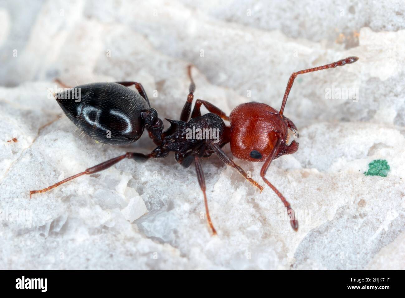 Gros plan d'un trio de fourmis à tête rouge (Crematogaster scutellaris) sur une feuille sur un mur de construction en Croatie Europe. Banque D'Images