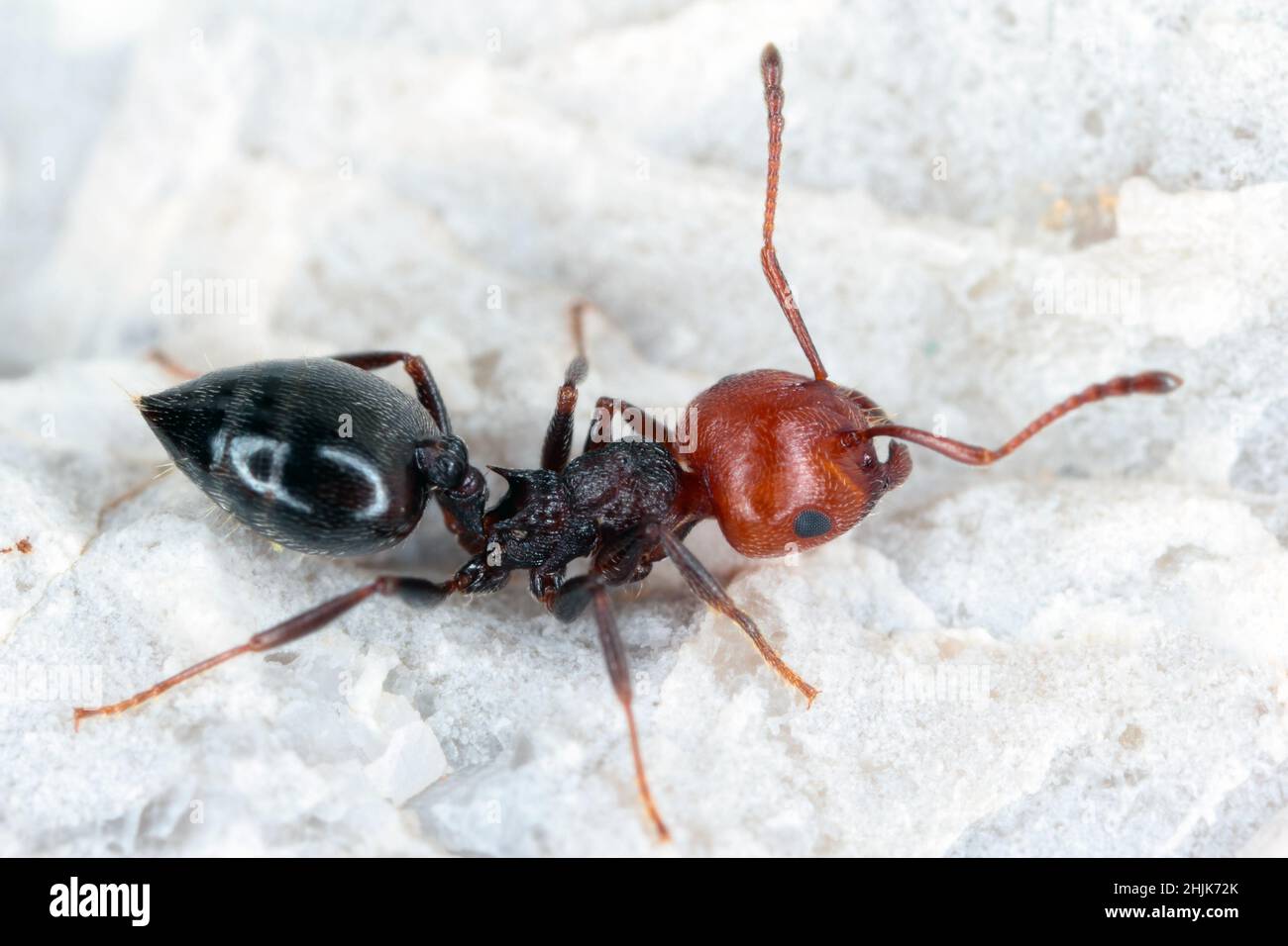 Gros plan d'un trio de fourmis à tête rouge (Crematogaster scutellaris) sur une feuille sur un mur de construction en Croatie Europe. Banque D'Images
