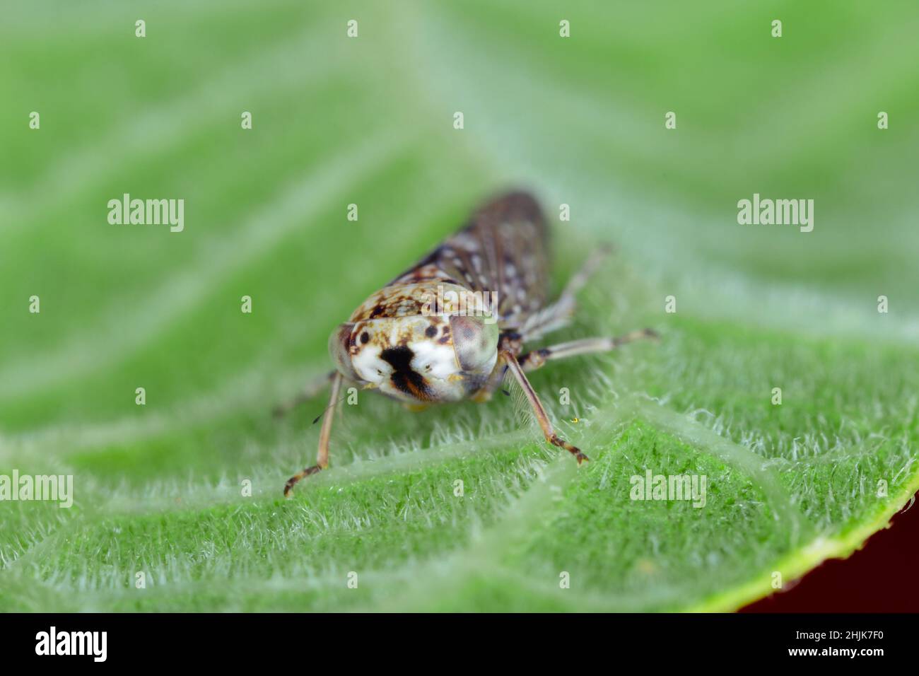 Cicadelle Acericerus vittifrons sur une feuille. Banque D'Images