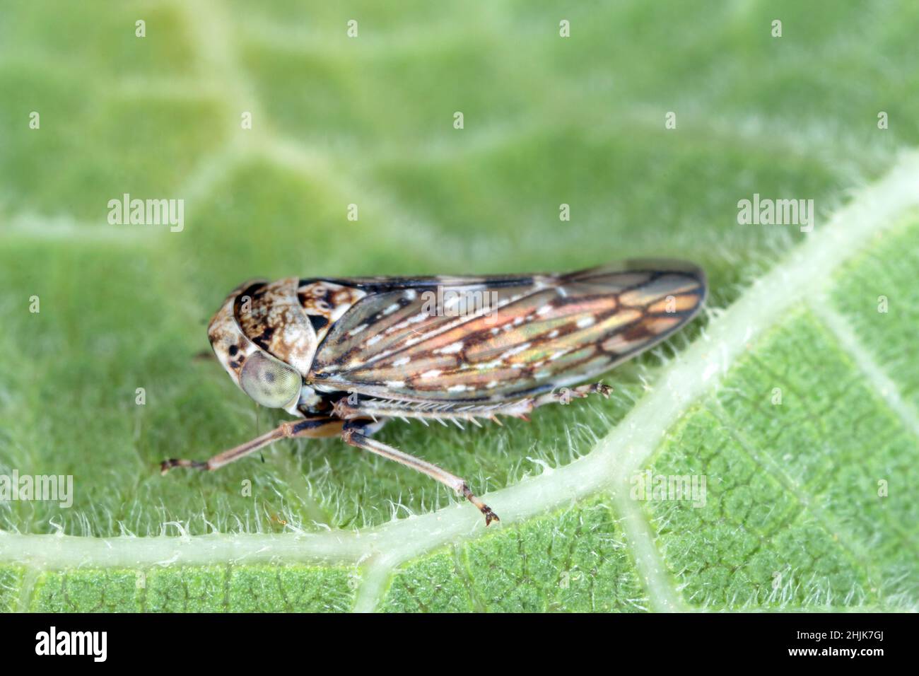 Cicadelle Acericerus vittifrons sur une feuille. Banque D'Images