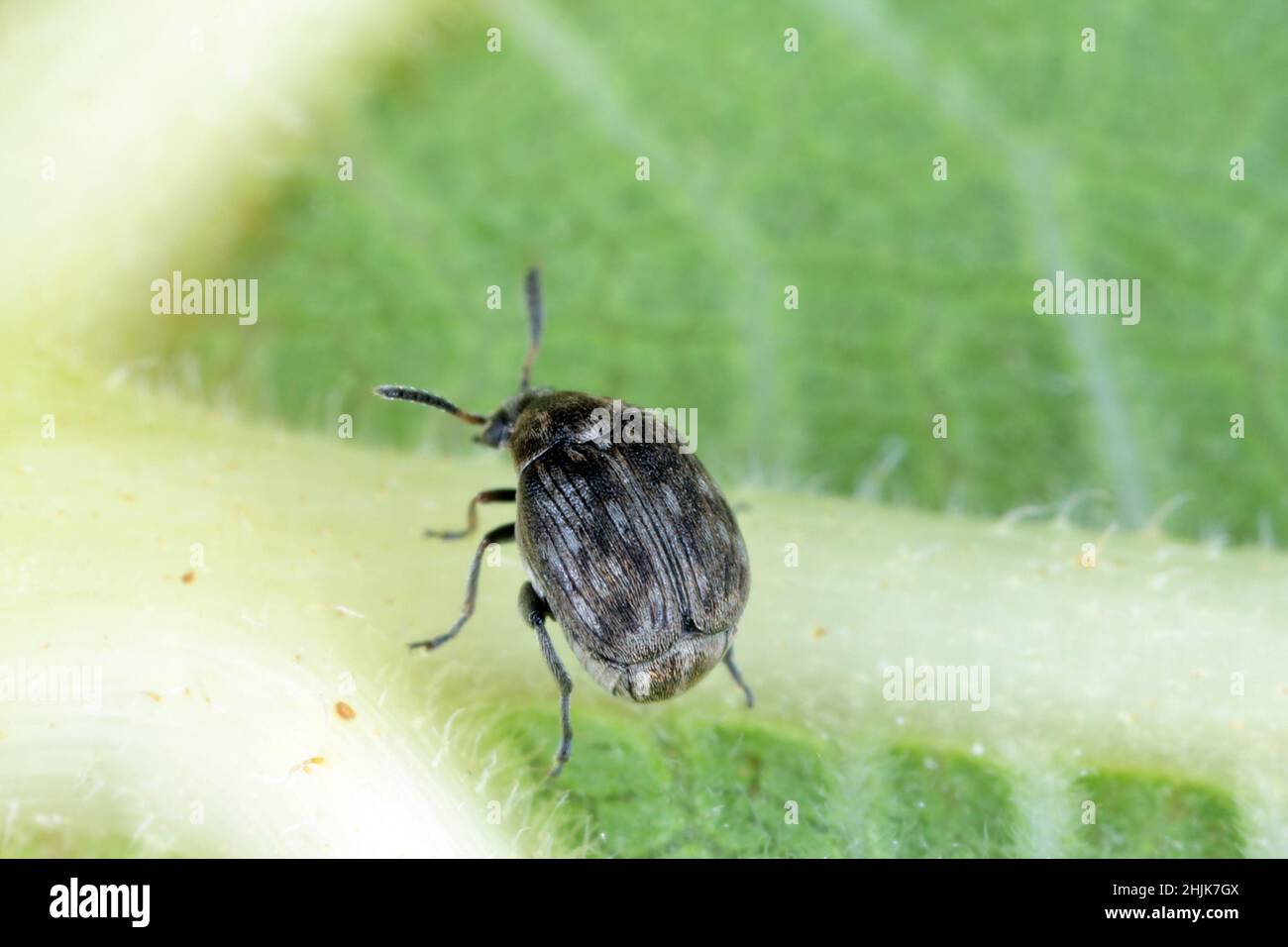 Un petit coléoptère de la famille des Bruchinae sur une feuille.Il s'agit d'un ravageur de semences de plantes de la famille des haricots Fabaceae Banque D'Images