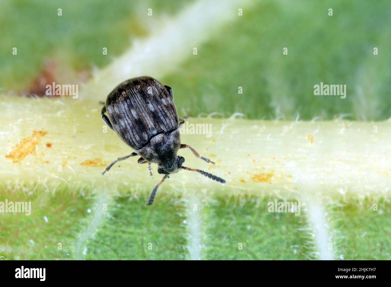 Un petit coléoptère de la famille des Bruchinae sur une feuille.Il s'agit d'un ravageur de semences de plantes de la famille des haricots Fabaceae Banque D'Images