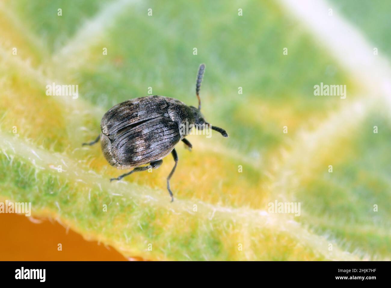Un petit coléoptère de la famille des Bruchinae sur une feuille.Il s'agit d'un ravageur de semences de plantes de la famille des haricots Fabaceae Banque D'Images