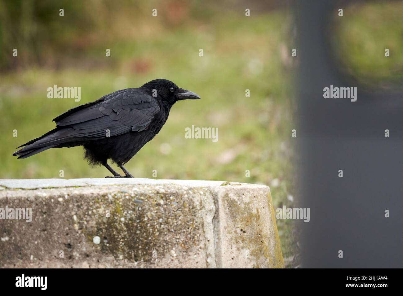 1 corbeau foncé (Corvus) assis sur un mur.Animaux sauvages.Vue latérale. Banque D'Images