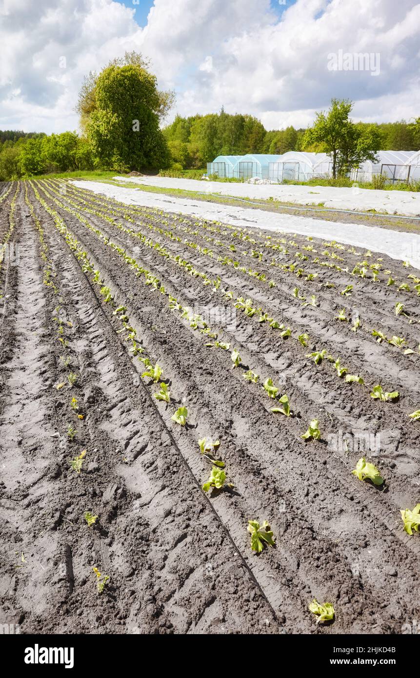 ECO ferme avec non-tissé agrotextile couvrant partiellement le champ. Banque D'Images