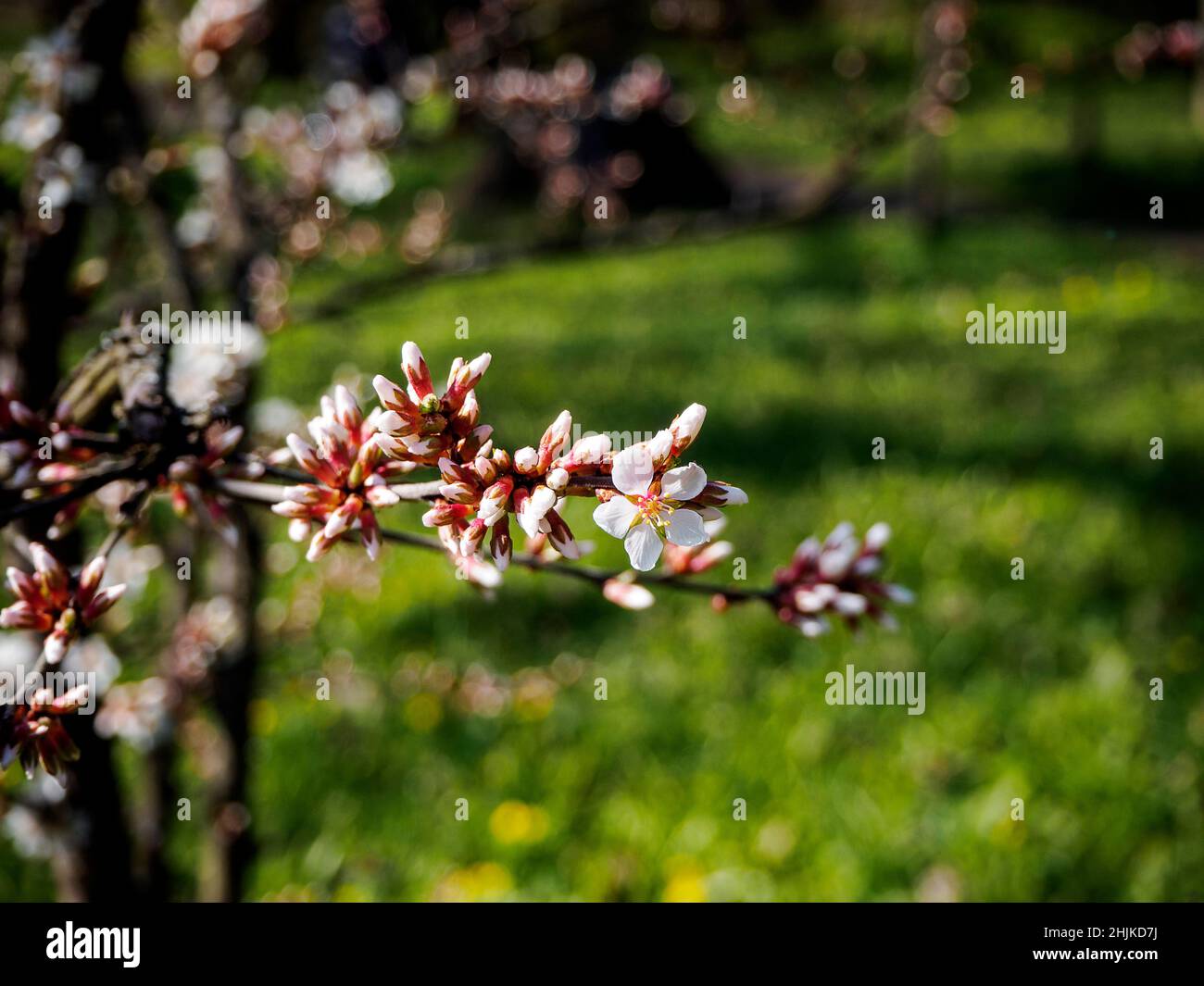 Branche de fleur de cerisier en fleur.Gros plan de fleurs sakura sur fond de verdure avec bokeh.Jardin le jour ensoleillé du printemps.Faible profondeur de fie Banque D'Images