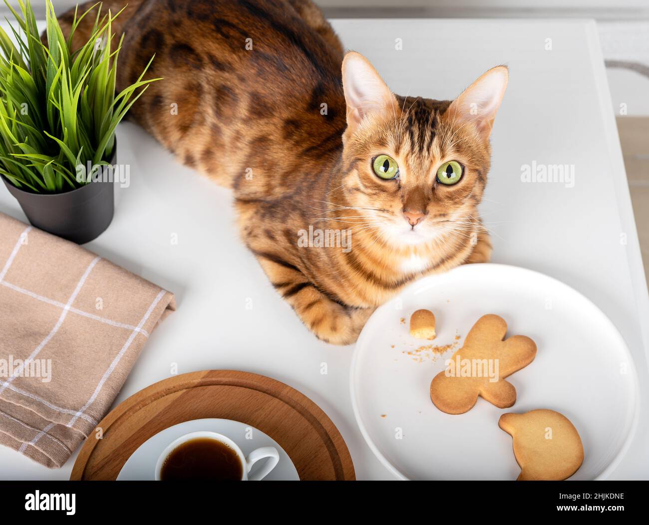 Vue de dessus d'une assiette avec des biscuits et un chat sur la table Banque D'Images