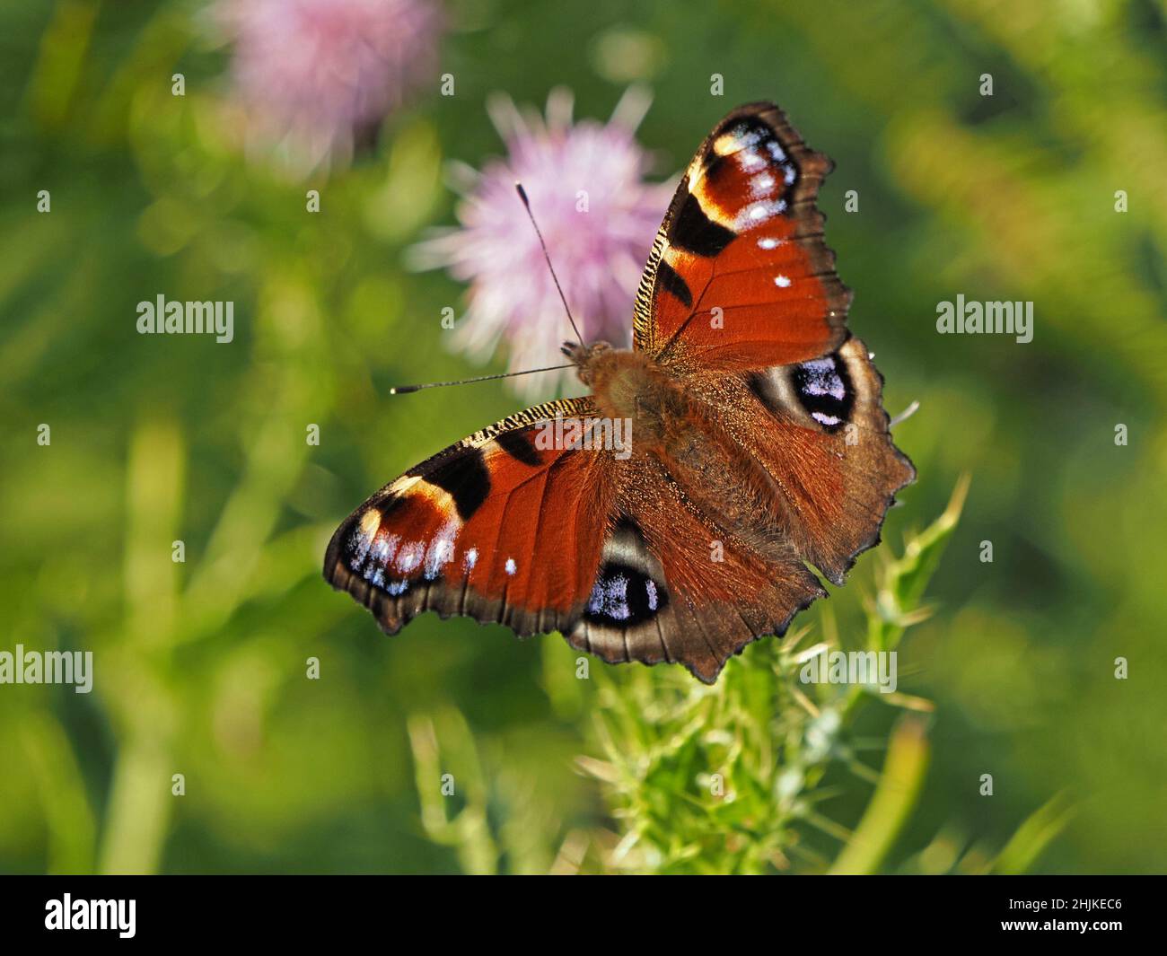 Beau spécimen de papillon de paon (Inachis io) en bonne lumière se nourrissant sur le nectar de chardon rampant (Cirsium arvense) dans Cumbria, Angleterre, Royaume-Uni Banque D'Images