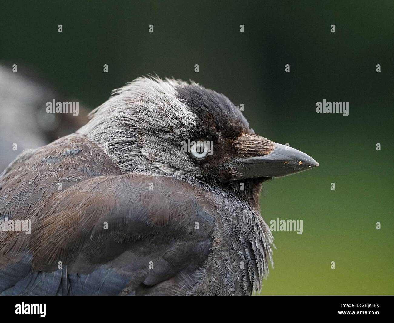 Gros plan du jeune Jackdaw (Corvus monedula) Banque D'Images