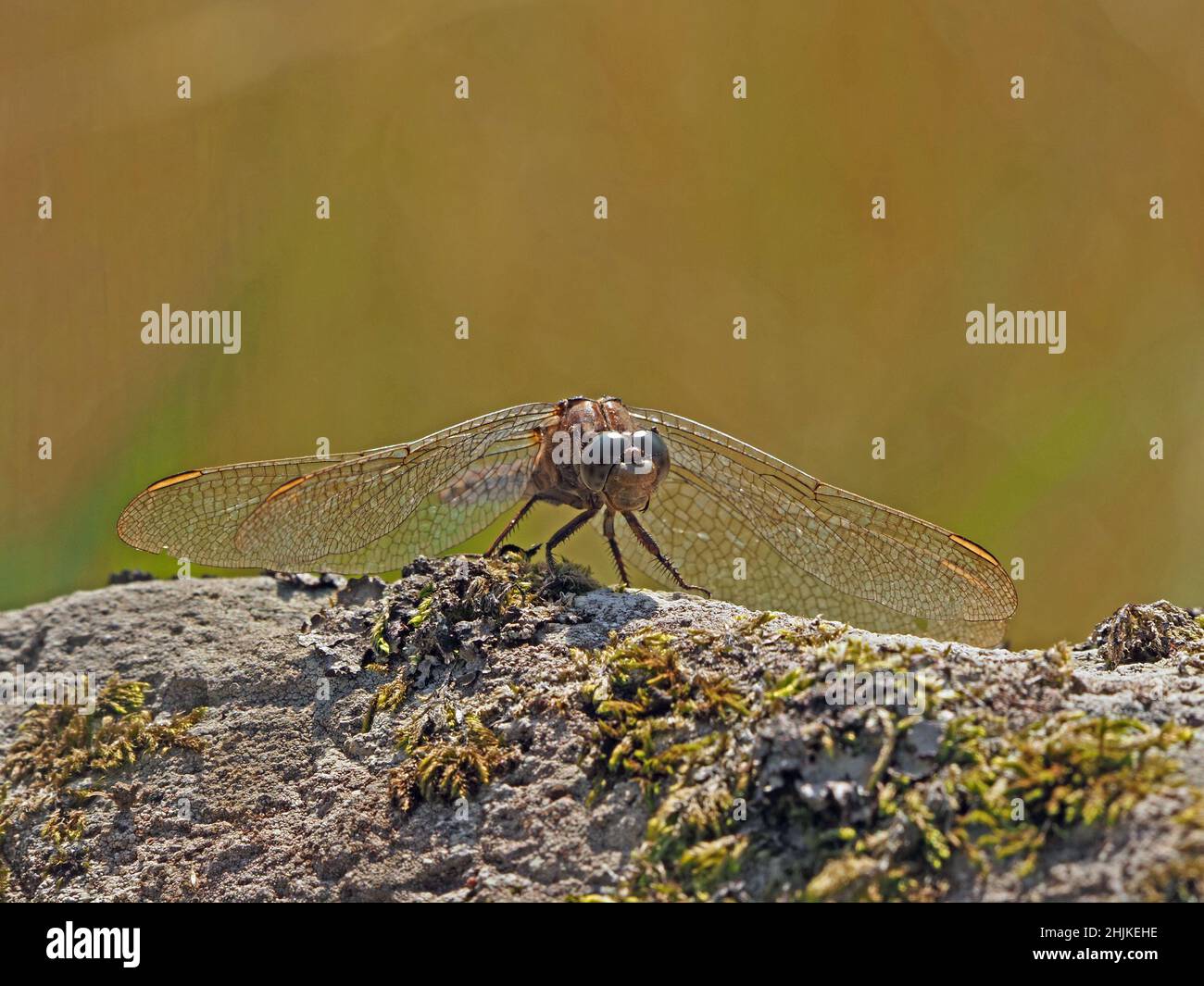 La libellule aux ailes scintillantes s'étend sur une roche mossy en été dans le Yorkshire, en Angleterre, au Royaume-Uni Banque D'Images