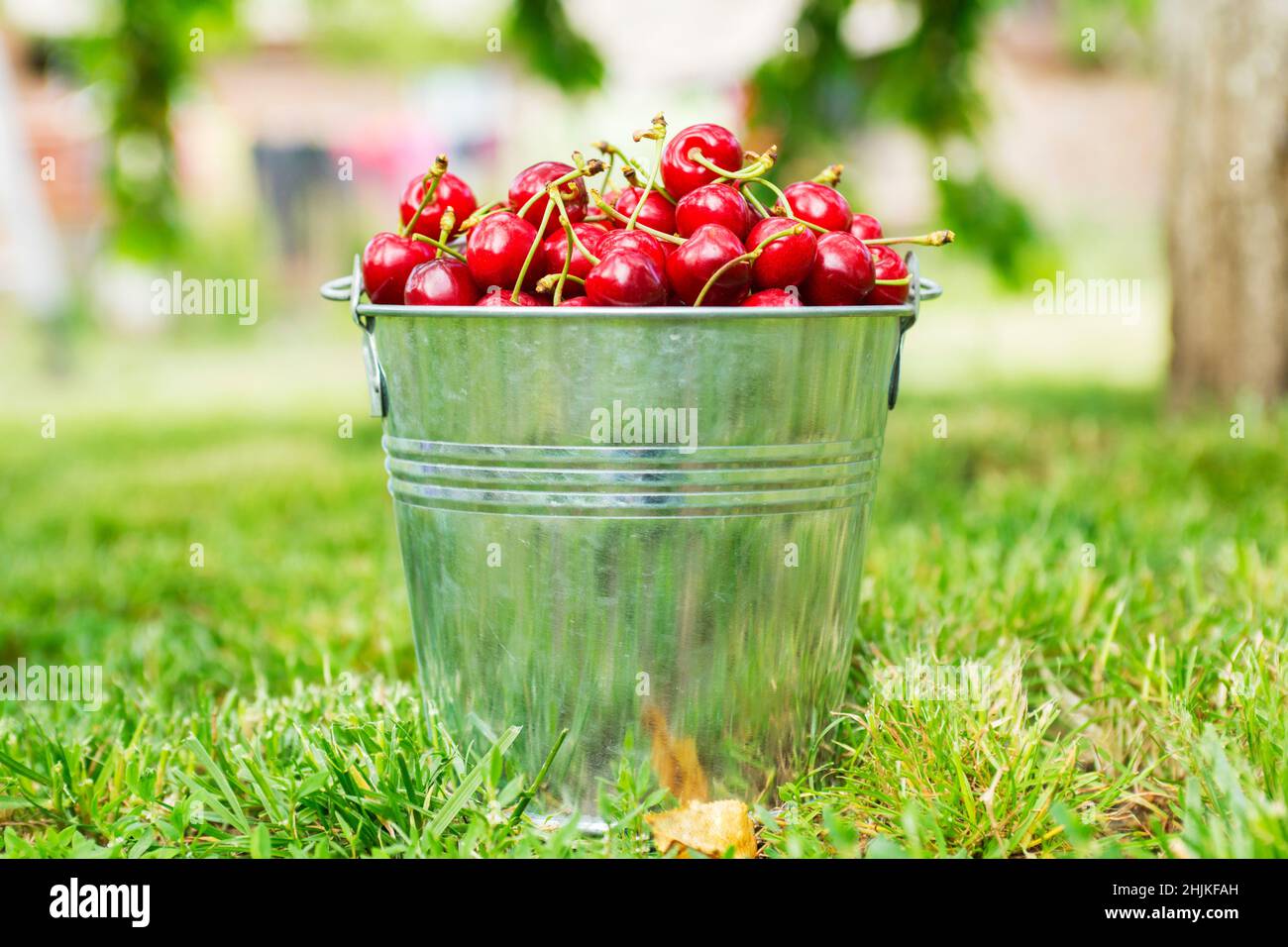 Seau de cerises fraîchement cueillies dans le jardin d'été.Cerises mûres juteuses dans un petit seau en métal. Banque D'Images