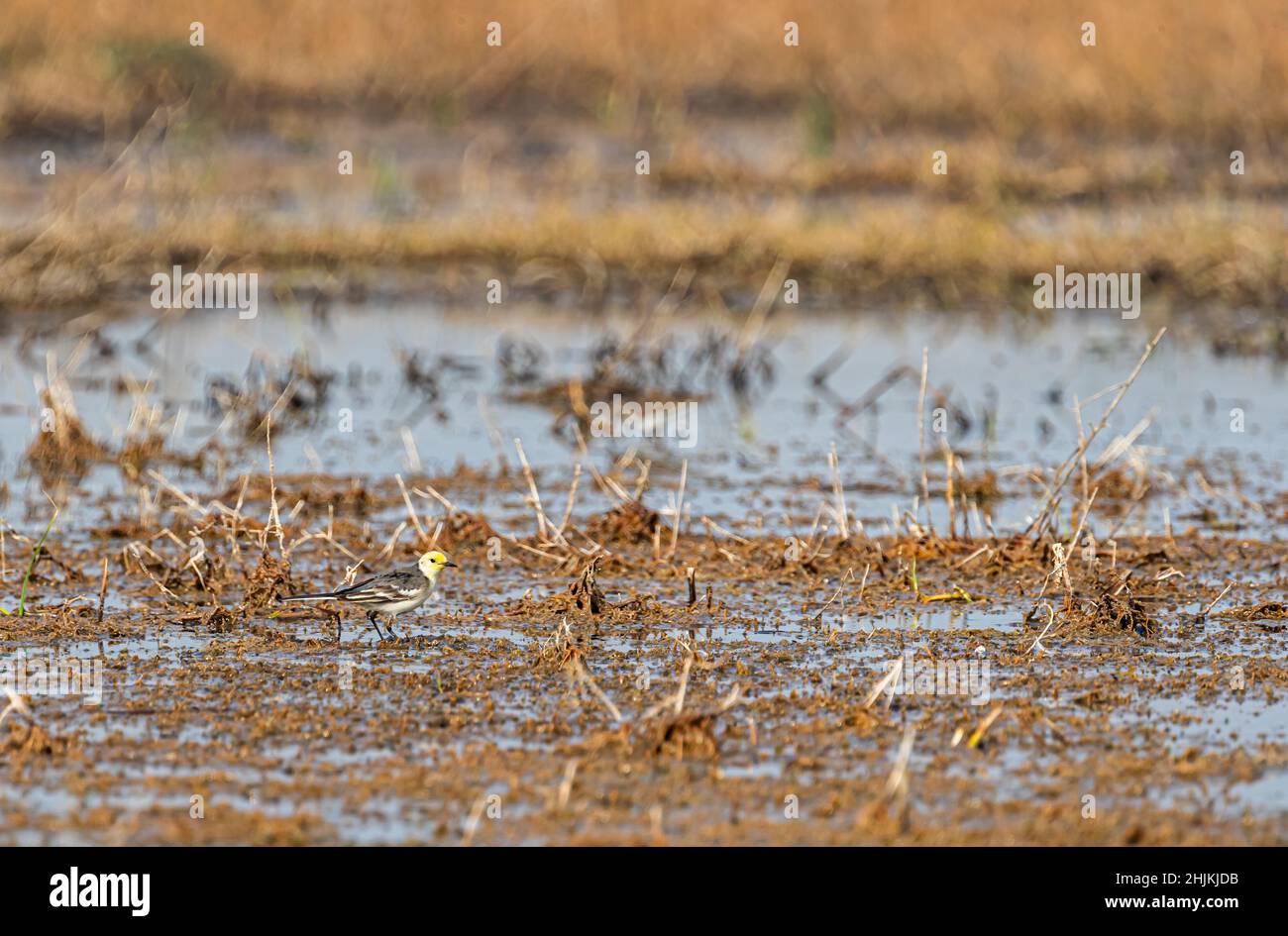 Le Wagtail jaune se promenant dans des terres humides à la recherche de nourriture Banque D'Images