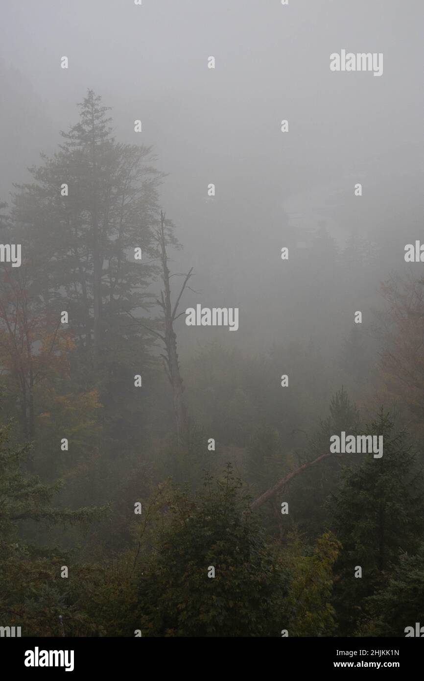 Verwunschene Landschaft im Wald mit Bäumen Banque D'Images