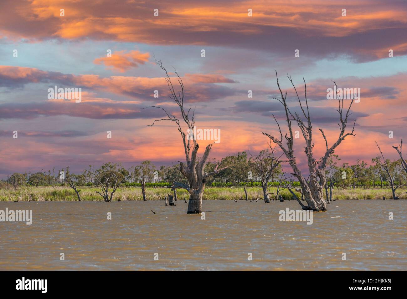 Paysage lac d'eau douce au coucher du soleil du lac Bonney, nom indigène Barmerara, dans la région du lac Bonney Riverland avec des arbres morts contre le shor de fond Banque D'Images