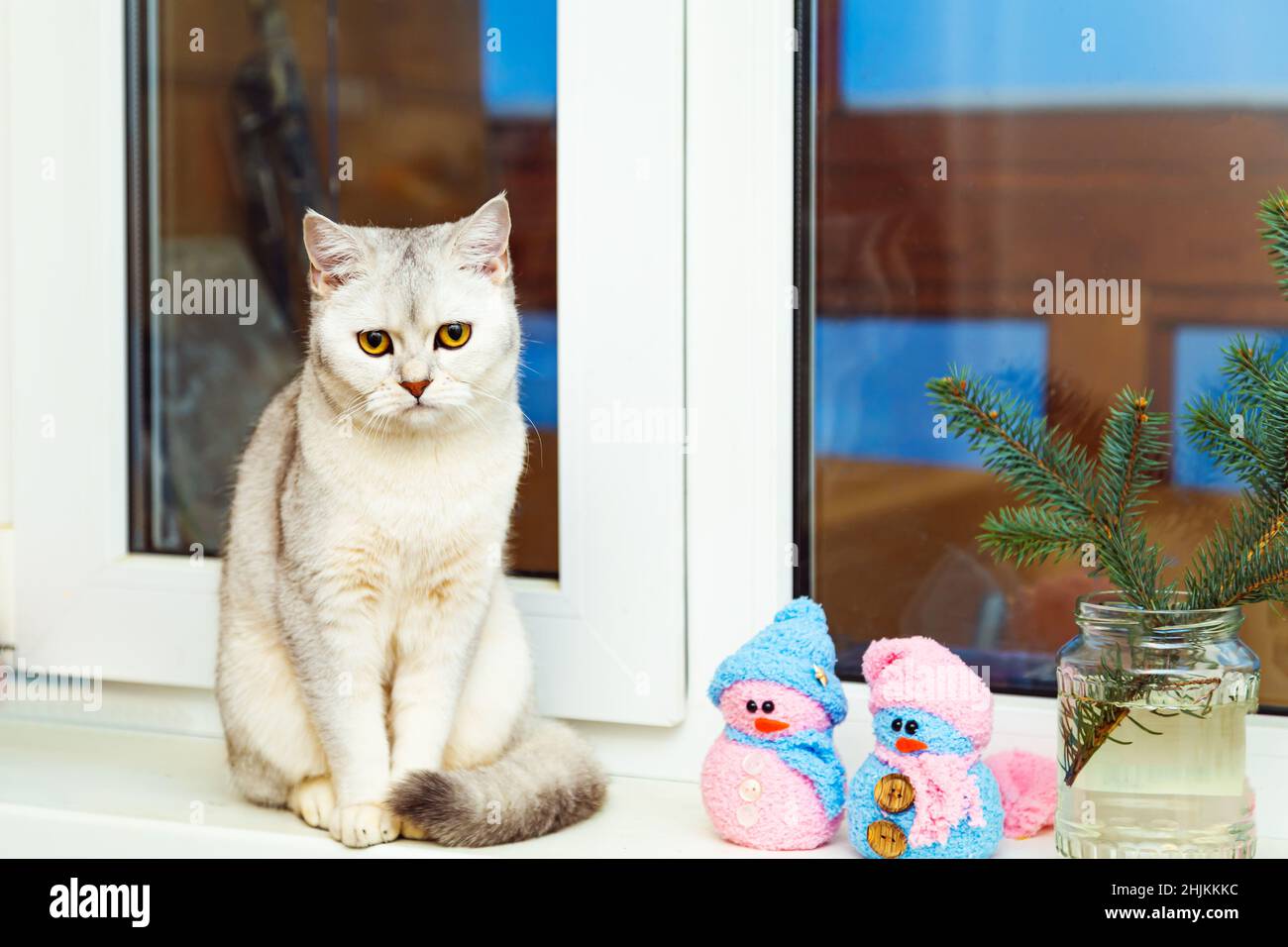 Le chat d'argent de shorthair britannique se trouve sur le rebord de la fenêtre.Décor de Noël et crépuscule. Banque D'Images