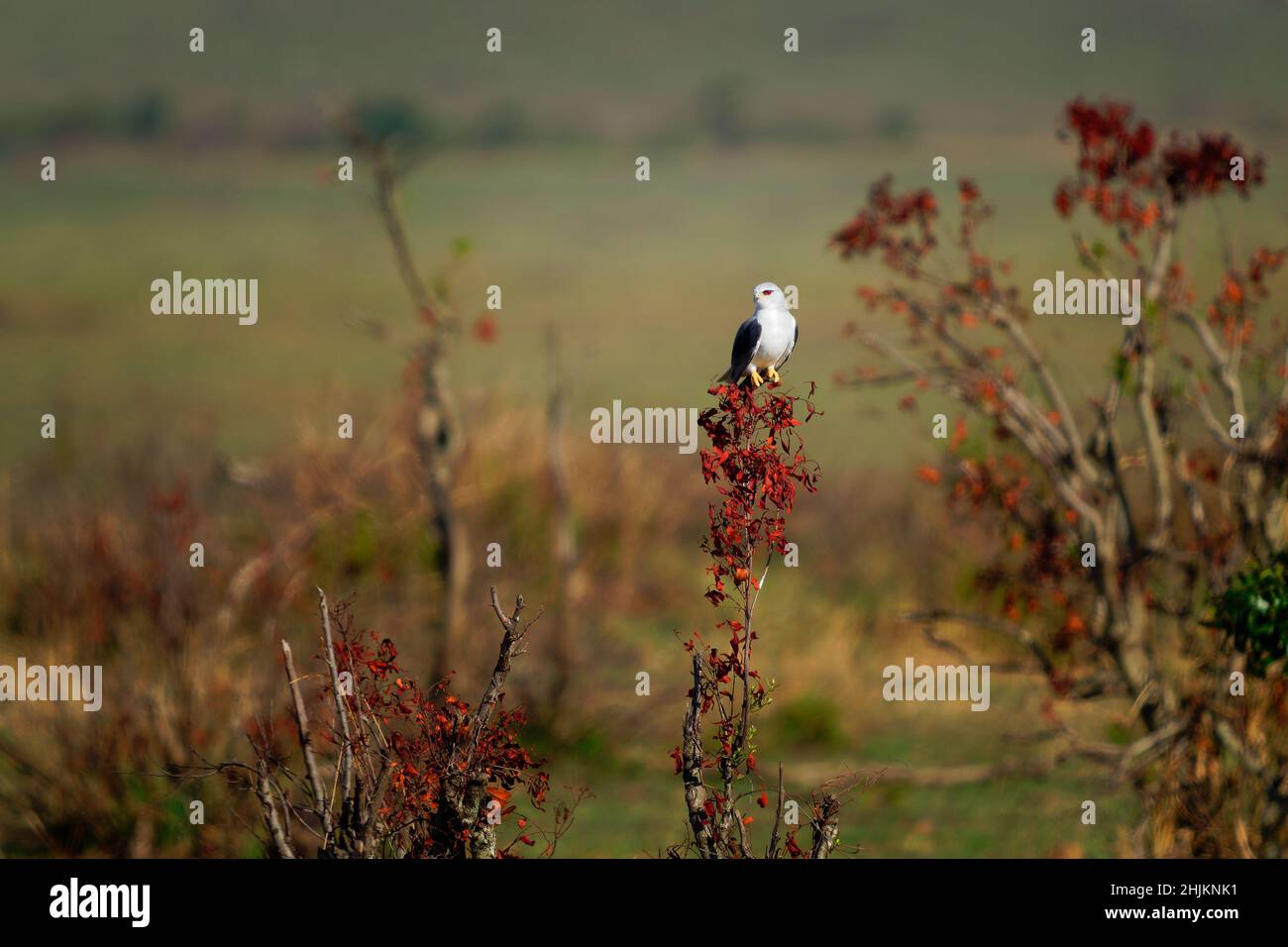 Cerf-volant à ailes noires ou cerf-volant à épaulettes noires, Elanus caeruleus, petit oiseau de proie diurne de la famille des Accipitridae, rapaces gris ou blanc à longues ailes Banque D'Images