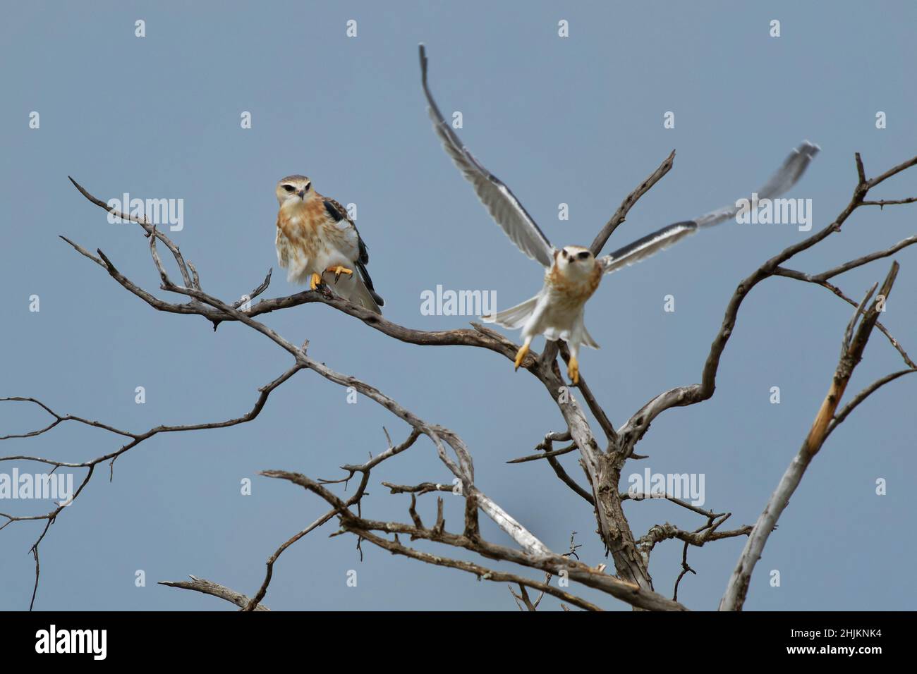 Cerf-volant à ailes noires ou cerf-volant à épaulettes noires, Elanus caeruleus, petit oiseau de proie diurne de la famille des Accipitridae, rapaces gris ou blanc à longues ailes Banque D'Images