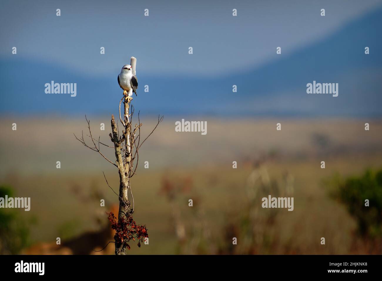 Cerf-volant à ailes noires ou cerf-volant à épaulettes noires, Elanus caeruleus, petit oiseau de proie diurne de la famille des Accipitridae, rapaces gris ou blanc à longues ailes Banque D'Images