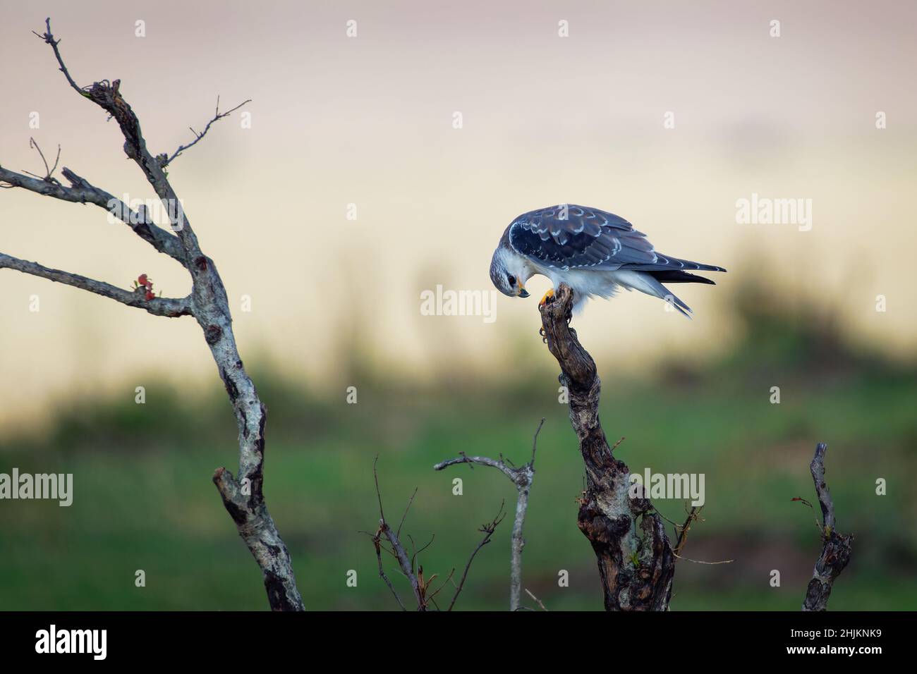 Cerf-volant à ailes noires ou cerf-volant à épaulettes noires, Elanus caeruleus, petit oiseau de proie diurne de la famille des Accipitridae, rapaces gris ou blanc à longues ailes Banque D'Images