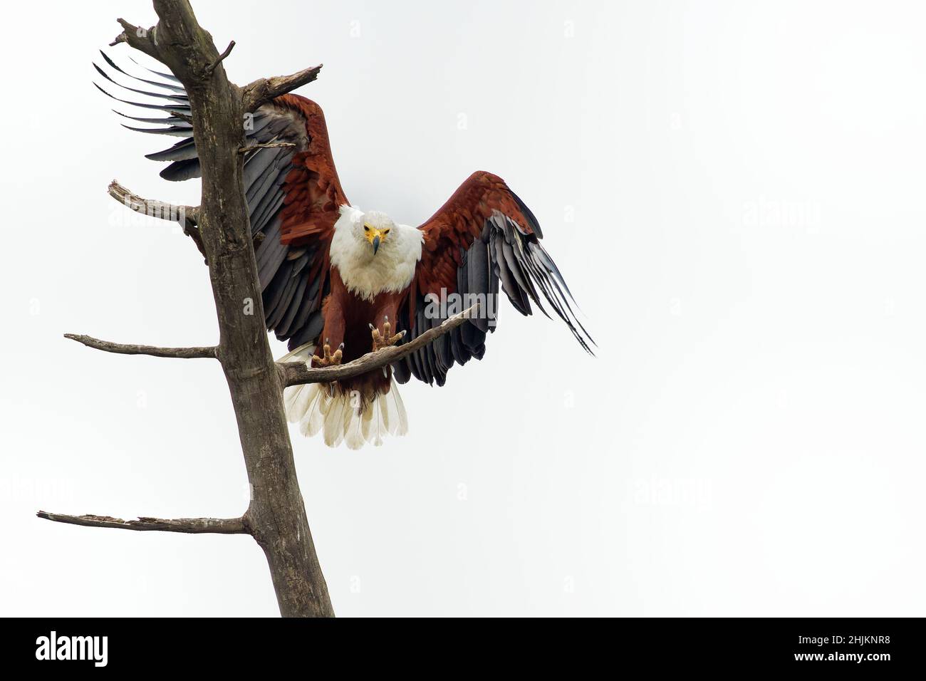 Poissons d'afrique-eagle Haliaeetus vocifer - espèce d'aigle blanc et brun trouvé dans toute l'Afrique sub-saharienne, l'oiseau national de la Namibie, Zimbabw Banque D'Images