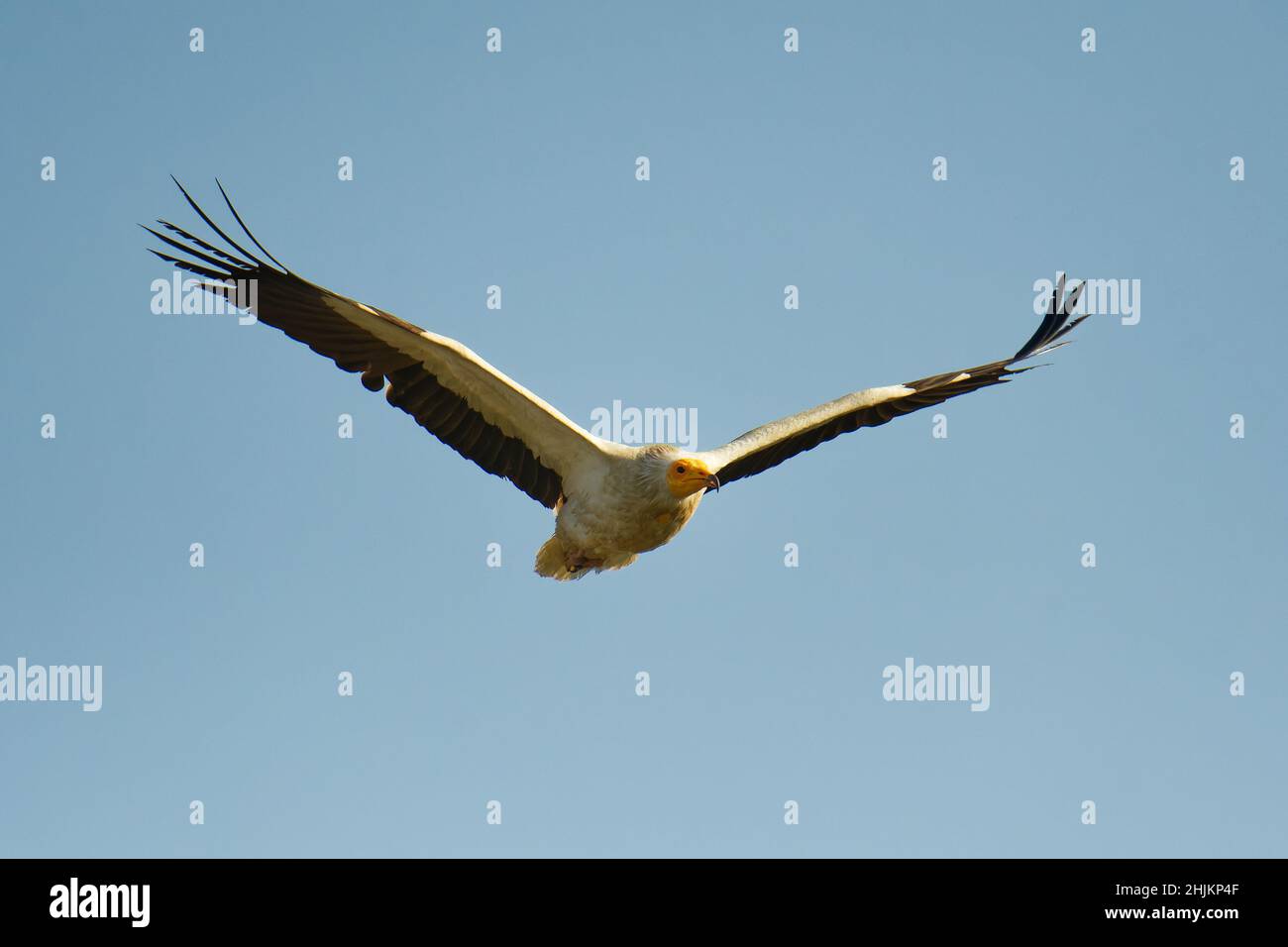 Vulture Egyptienne - Neophron percnopterus, également Vulture de Scavenger blanc ou Pharaohs Chicken, petit oiseau vautour du Vieux monde largement distribué de l'I Banque D'Images