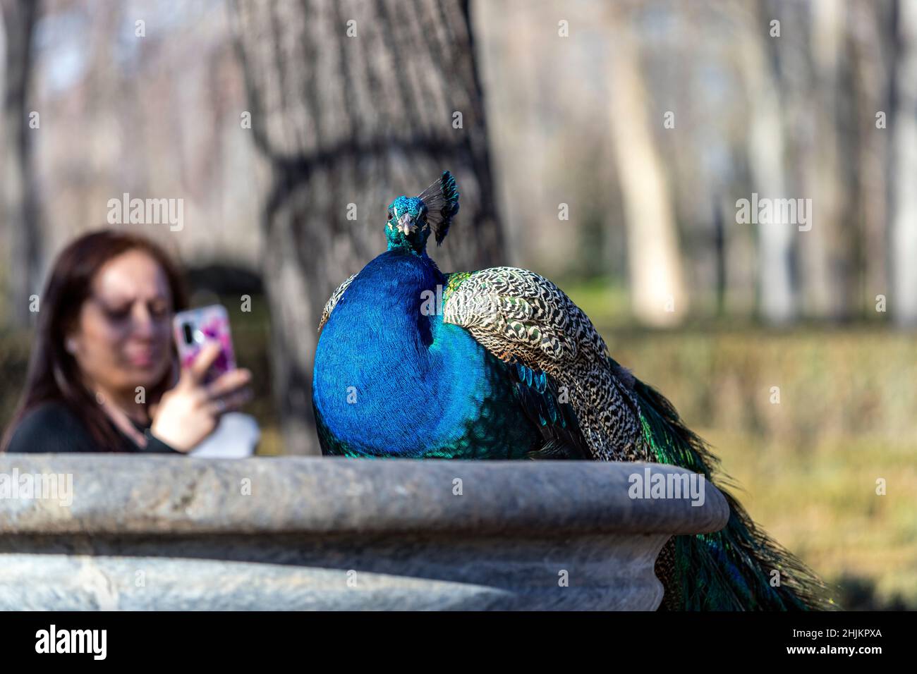 Femme prenant une photo avec son mobile à un Peafowl, Jardín de la Isla , Aranjuez, Madrid, Espagne Banque D'Images