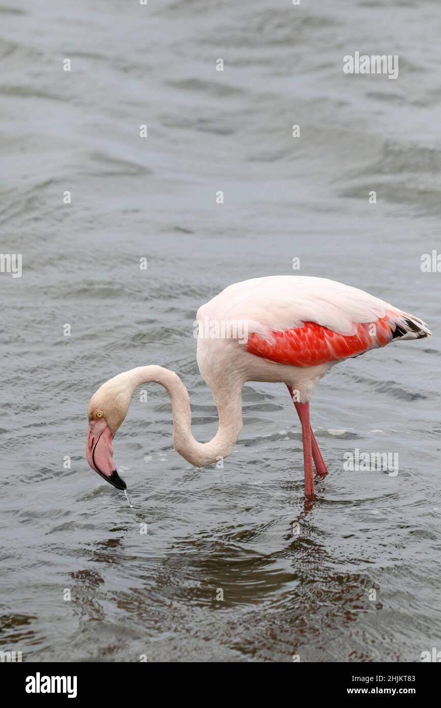 Grand Flamingo, Walvis Bay, Namibie Banque D'Images