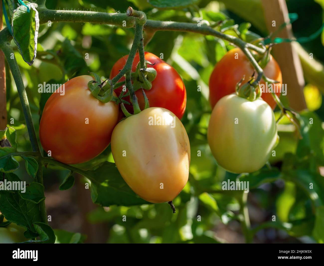 les tomates mûrissent dans le lit, en été Banque D'Images