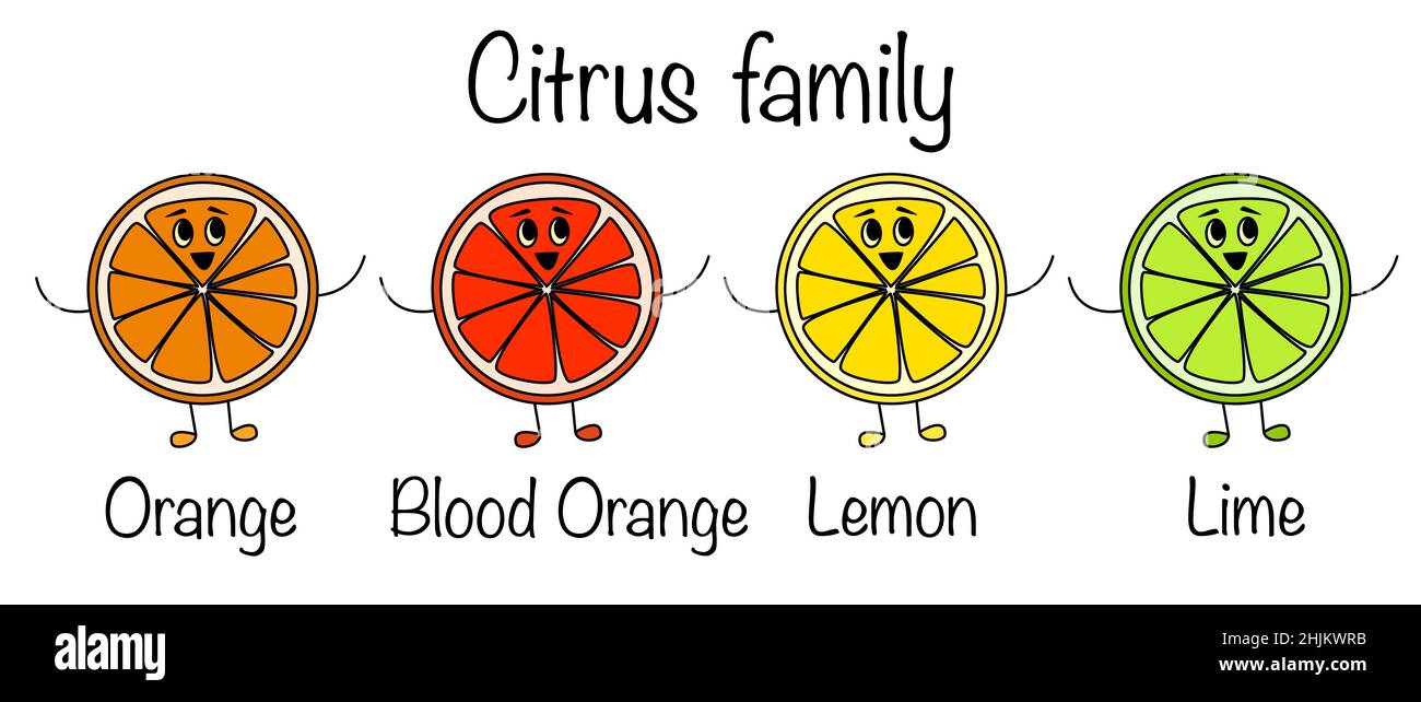 Famille d'agrumes mignonne dans un style de dessin animé.Orange, orange de sang, citron et vitamines de ligne des caractères souriants et heureux ensemble Illustration de Vecteur