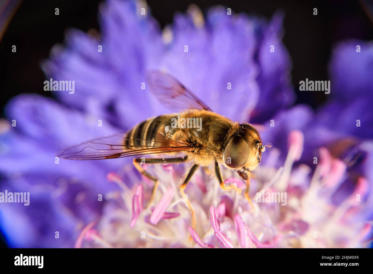 Gros plan sur une fleur violette Banque D'Images