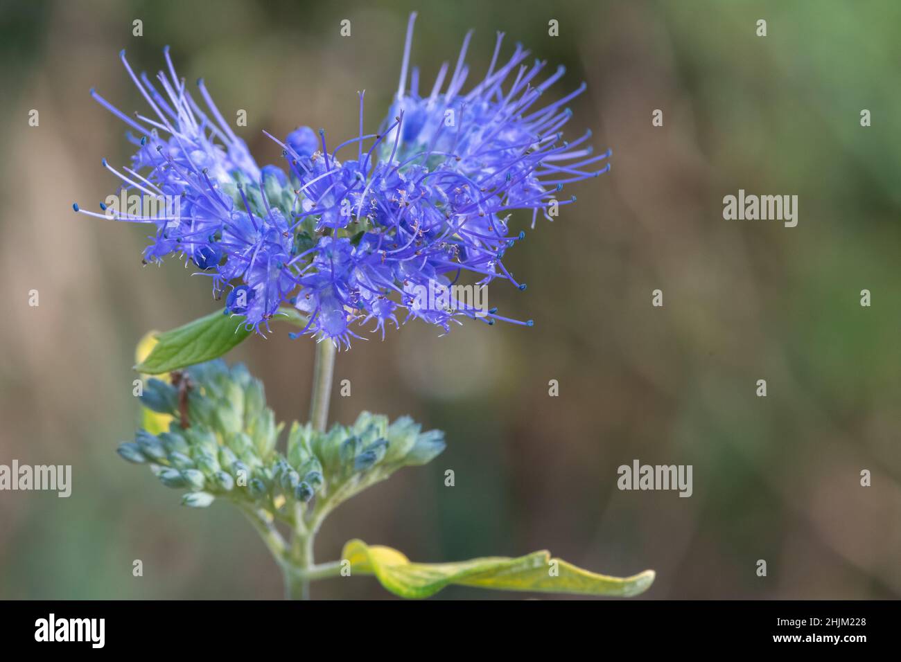 Photo macro de fleurs de la barbe bleue (caryopteris incana) en fleur Banque D'Images