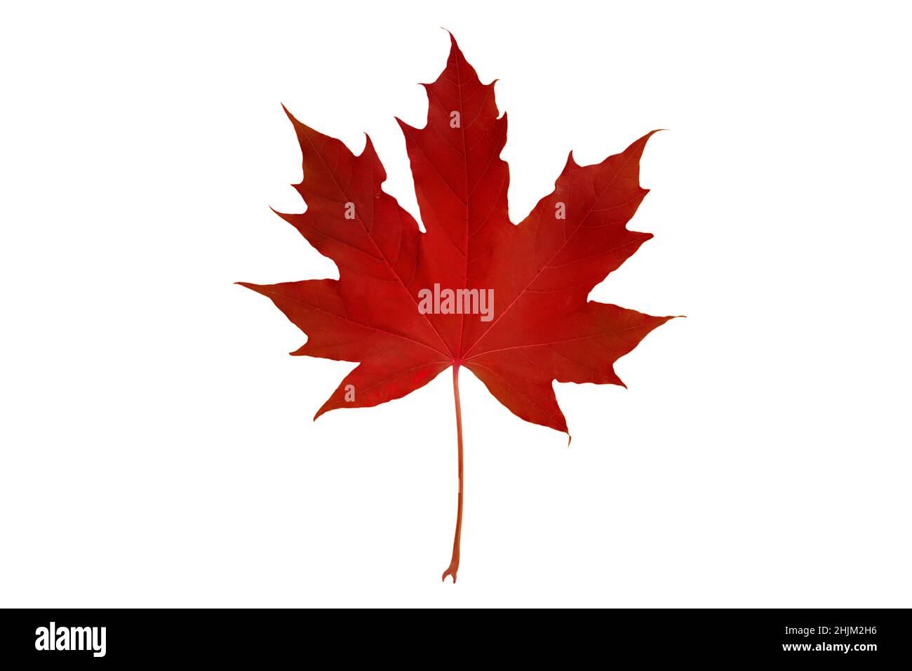 Feuille d'érable canadienne rouge d'automne isolée sur blanc.Symbole du Canada. Banque D'Images