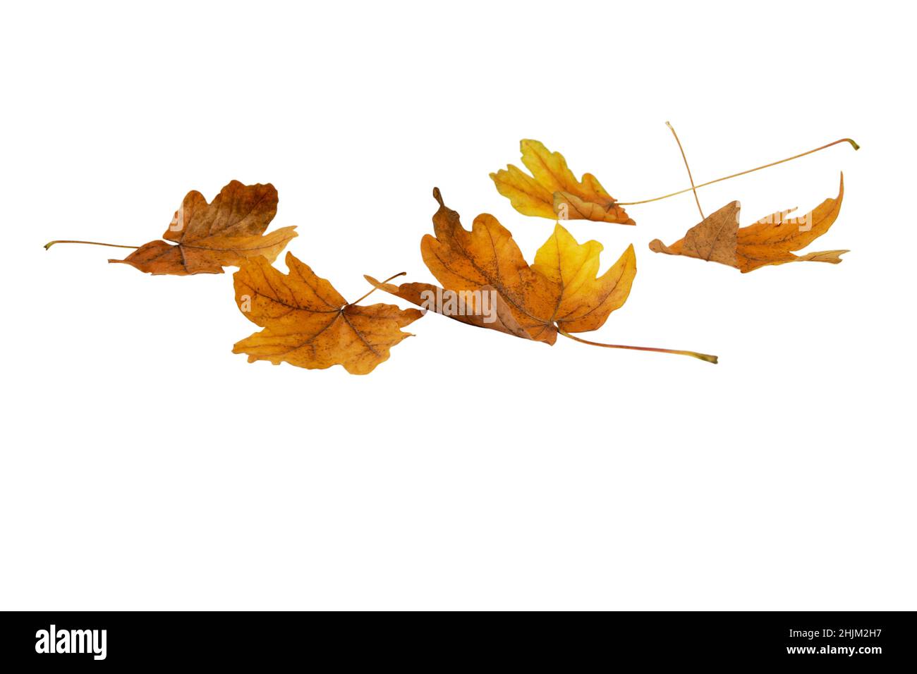 Érable brun sec feuilles mortes tas isolé sur blanc.Saison d'automne. Banque D'Images