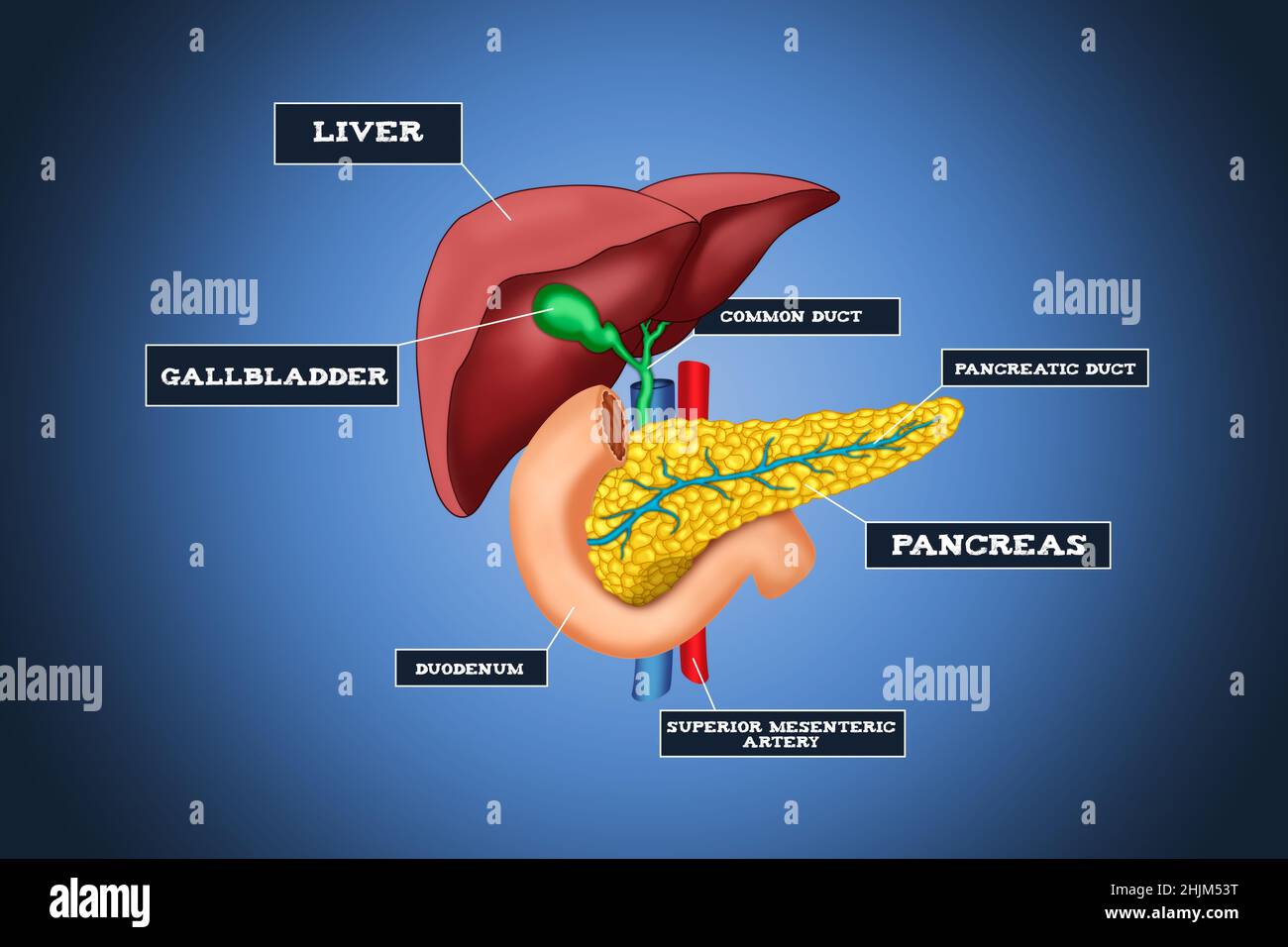 Infographie sur le système hépatique humain avec description détaillée du pancréas et du foie.Technologie médicale future et concept innovant. Banque D'Images