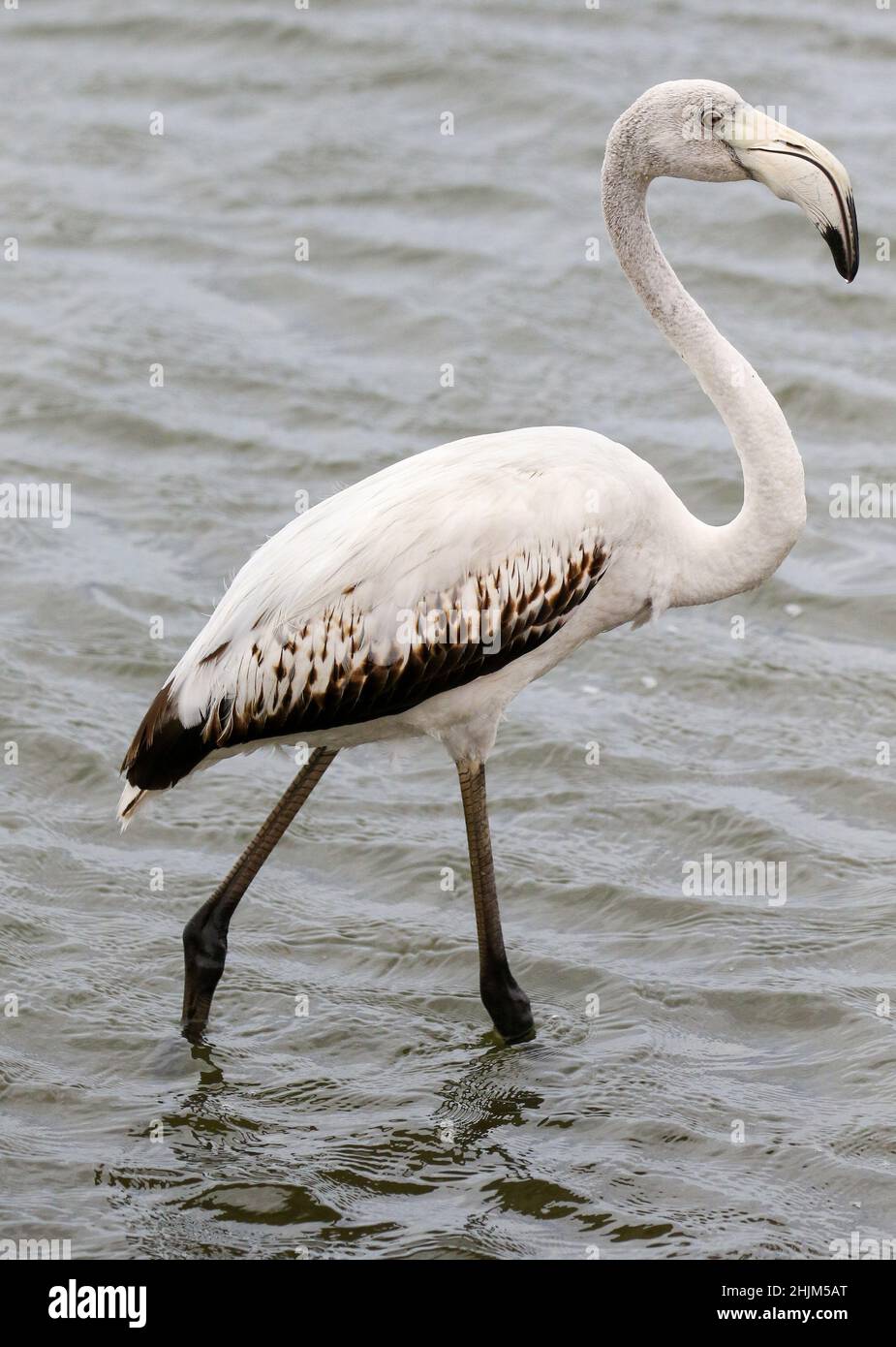 Juvénile Grand Flamingo, Walvis Bay, Namibie Banque D'Images