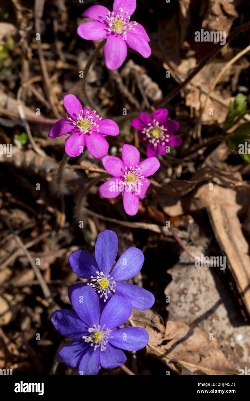 Couleurs roses rares d'Anemone hepatica (Hepatica nobilis).Floraison de liverwort au printemps dans la forêt.Plante forestière sauvage.Gros plan. Banque D'Images