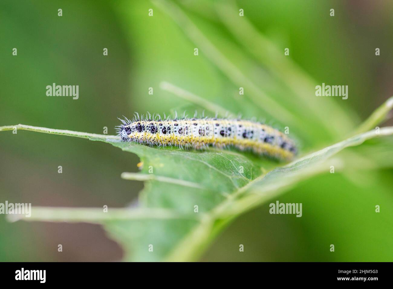 Gros plan de la chenille blanche de chou en mangeant des trous dans la feuille de chou.Faible profondeur de champ. Banque D'Images