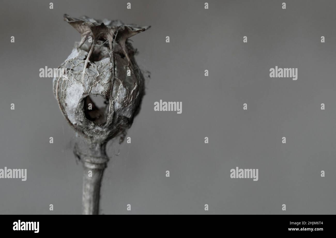macro gros plan tête morte d'une fleur de pavot en noir et blanc isolée de l'arrière-plan avec espace de copie Banque D'Images