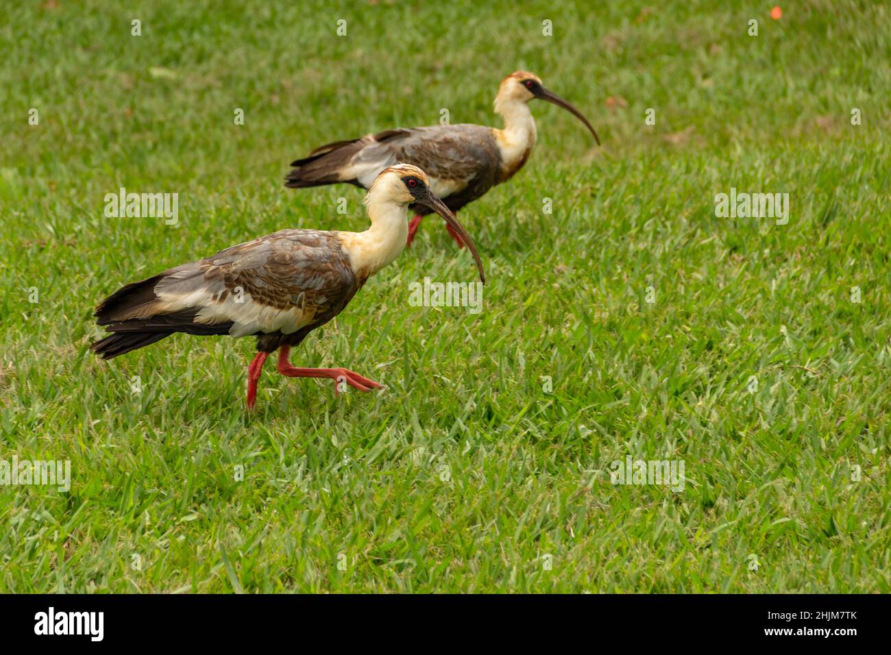 Goiania, Goias, Brésil – 30 janvier 2022 : Theristicus caudatus. Deux oiseaux appelés Curicaca marchant sur le sol herbacé. Banque D'Images