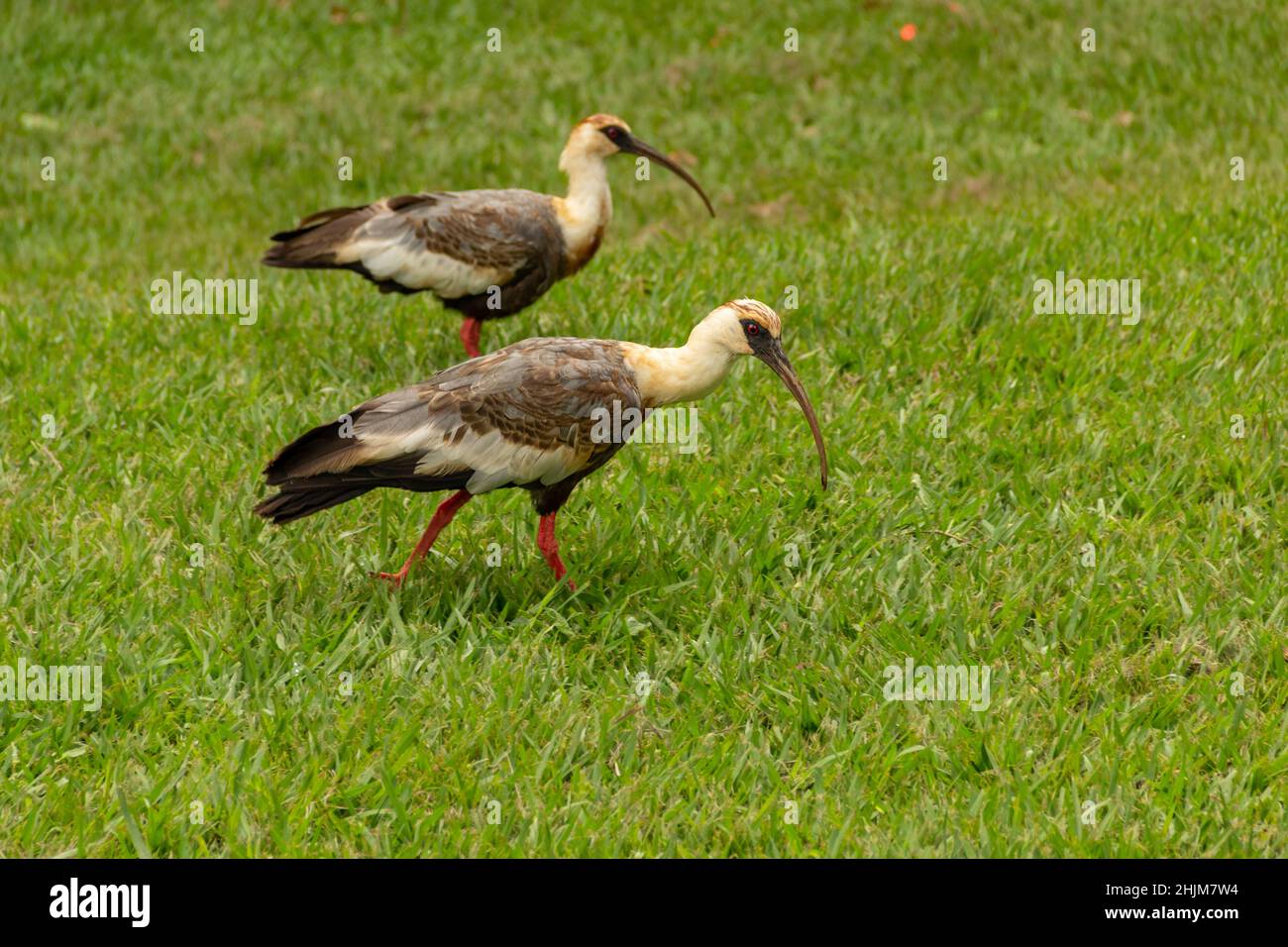 Goiania, Goias, Brésil – 30 janvier 2022 : Theristicus caudatus. Deux oiseaux appelés Curicaca marchant sur le sol herbacé. Banque D'Images